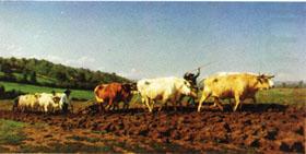 Rosa bonheur Plowing in the Nivernais;the dressing of the vines china oil painting image